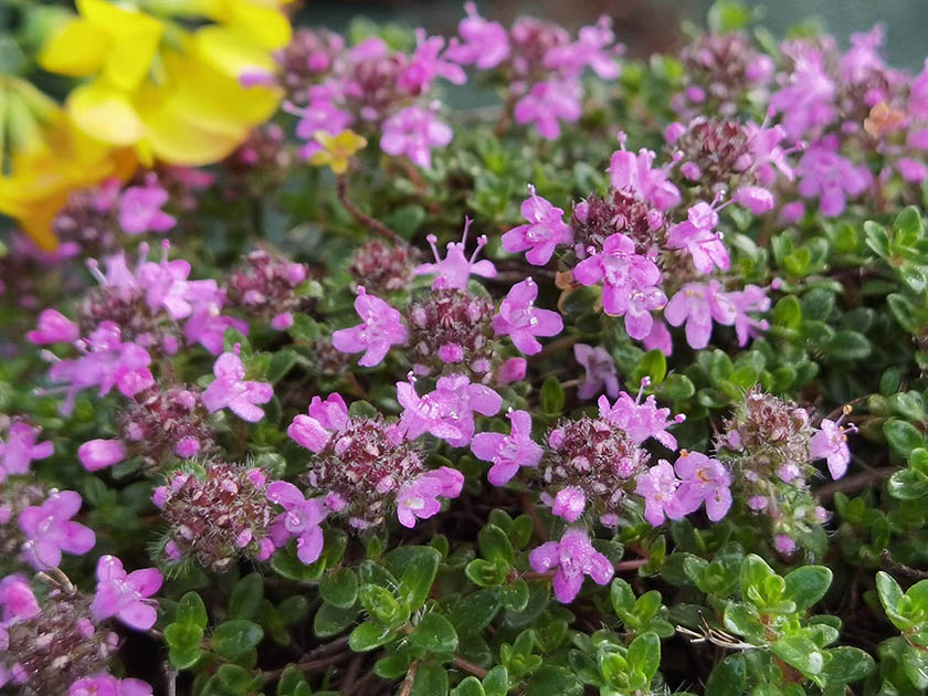 Thymus praecox 'Purple Beauty'